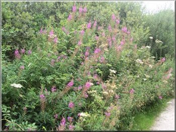 Rosebay willow herb and cow parsley 