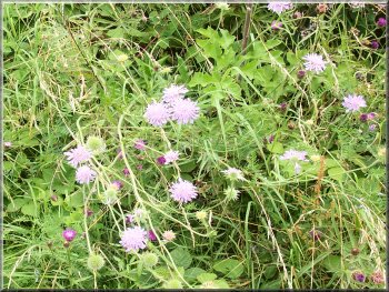 Scabious and knapweed 