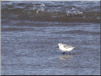 Sanderling by the water's edge