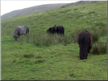 Fell ponies near the Kirkstone Inn