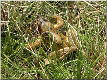 A frog near the tarns on Caudale Moor