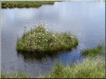 Island of cotton grass in a tarn on Caudale Moor