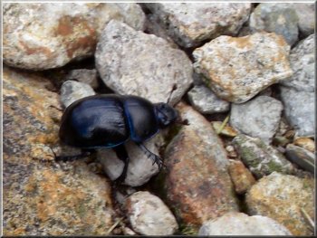 A dung beetle - where would we be without them?