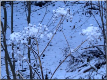 The seed heads of giant hogweed covered in snow