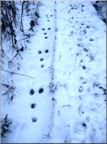 Rabbit tracks coming towards the camera