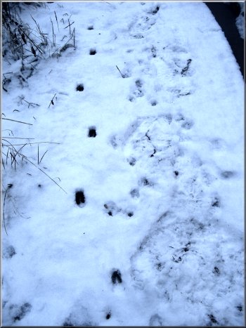 Deer tracks heading towards the camera