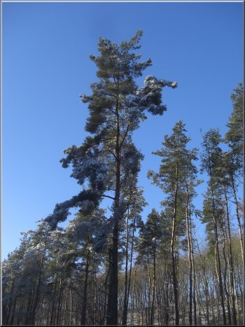 Scots pine against the clear blue sky