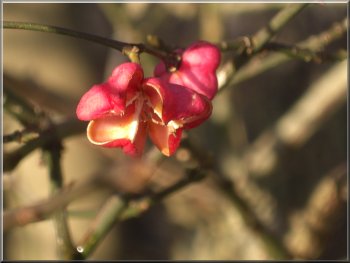 Beautiful pink fruits of the Spindle Tree