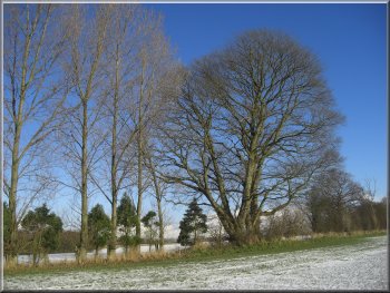 Winter trees against the blue sky