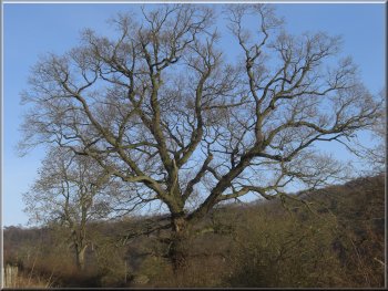 A fine oak tree by the farm road near Tylas Farm
