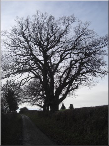 An oak tree by the Cleveland Way