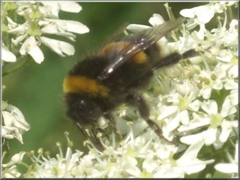 White tailed bumble bee