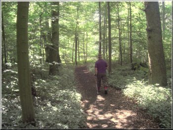 Path through the woods around the parkland