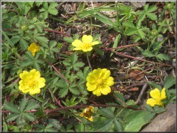 Rock Roses by the crushed limestone track