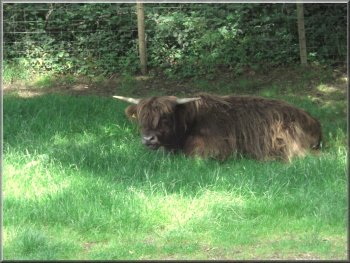 One of a group of Highland Cattle lying in the shade