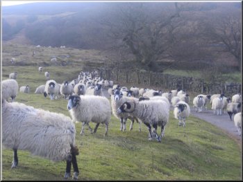 Our hungry sheep escort near Birchwood