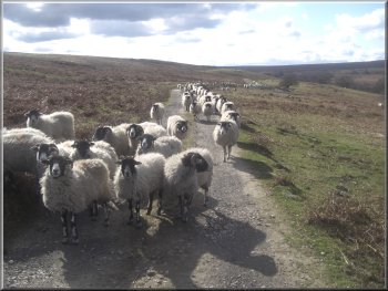 Our hungry sheep escort near Birchwood