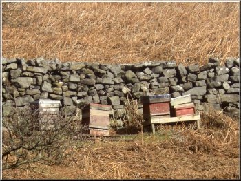 Beehives left on the moor all winter 
