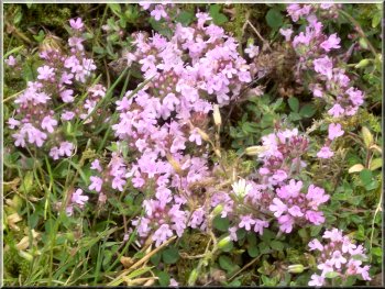Wild thyme growing in large patches by the path
