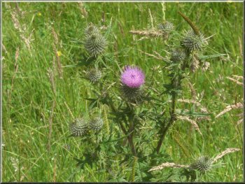 Just a thistle by the path