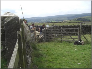Sheep shearing in progress