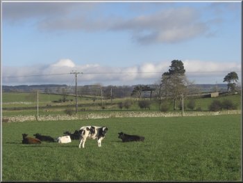 Cattle in a roadside field