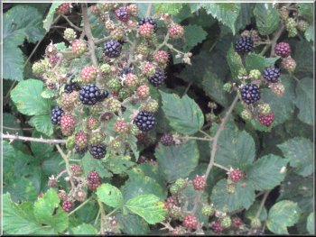Blackberries in the hedgerow