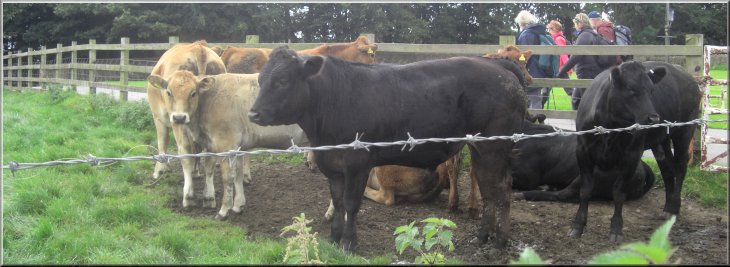 Cattle at the start of the path around Rudding Park