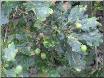 The long stalks on the acorns indentify thia as a pedunculate oak