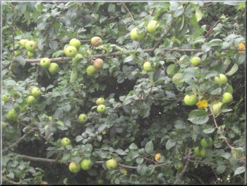 A bumper crop of crab apples in the hedgerow