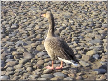 One of many grey-lag geese on the riverside