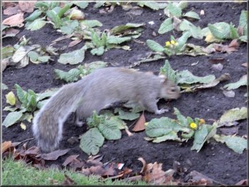 A squirrel in the Museum Gardens