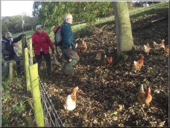 Free range poultry enclosure at Home Farm