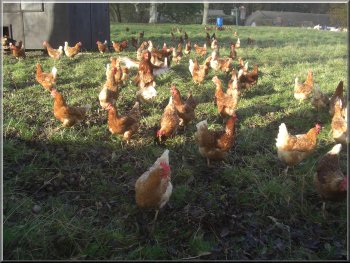 Free range poultry enclosure at Home Farm