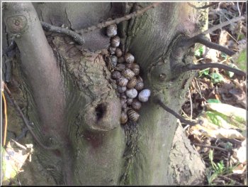 Snails hibernating in a cleft in a tree by the track