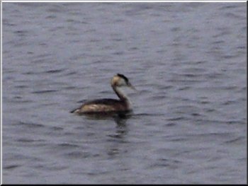 A great crested grebe at the northern end of the reservoir