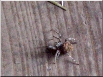 Spider on the floor of the hide. Wild life close enough to photograph