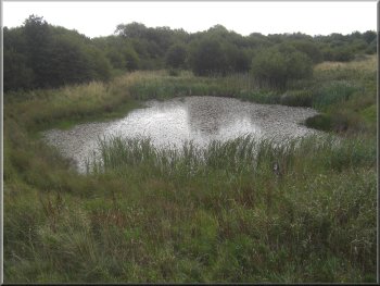 Small pond by the hide