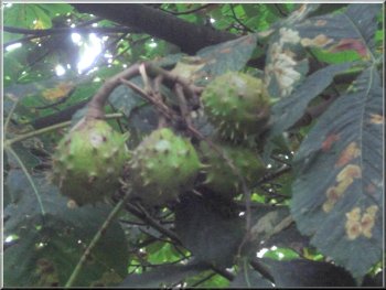 A good crop of conkers by the access road