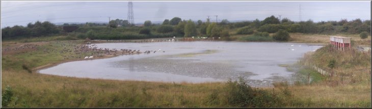 Flocks of geese, swans and cormorants on a pond near the southern end of the site
