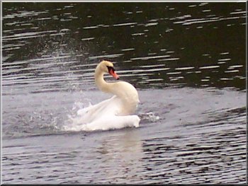 We watched this swan bathing and preening from a hide
