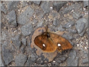 Male Vapourer, day-flying moth