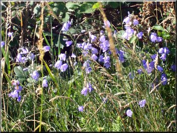 Harebells by the path
