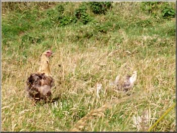 Hen with a well camouflaged brood in the grass