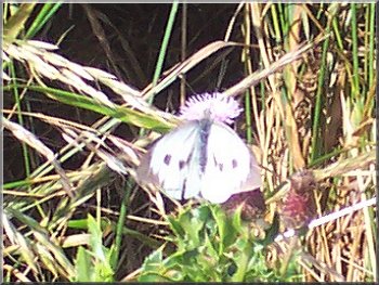 Female large white butterfly - the male has no spots