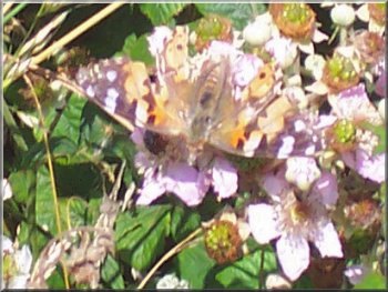 Painted Lady butterfly on some blackberry flowers