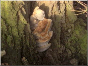 Large bracket fungus in the base of an oak tree