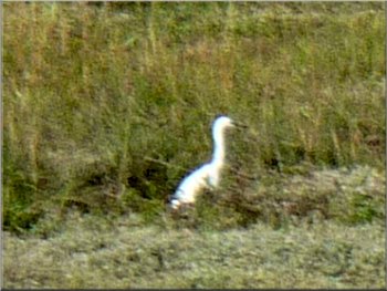 A white eagret feeding in the marshes
