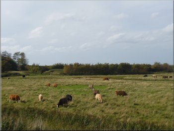 Cattle grazing on the edge of the marshes