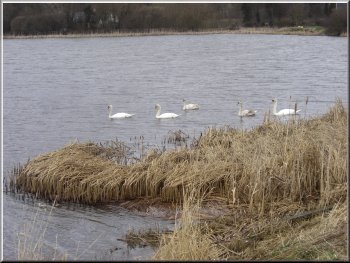 Swans on Yetholm Loch